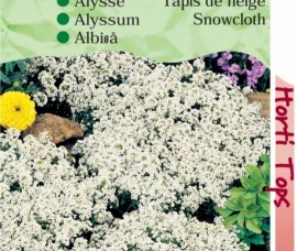 Alyssum Snowcloth